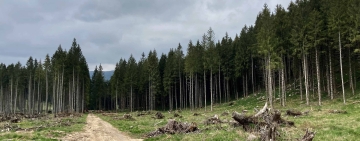 Etica e gestione attiva delle foreste