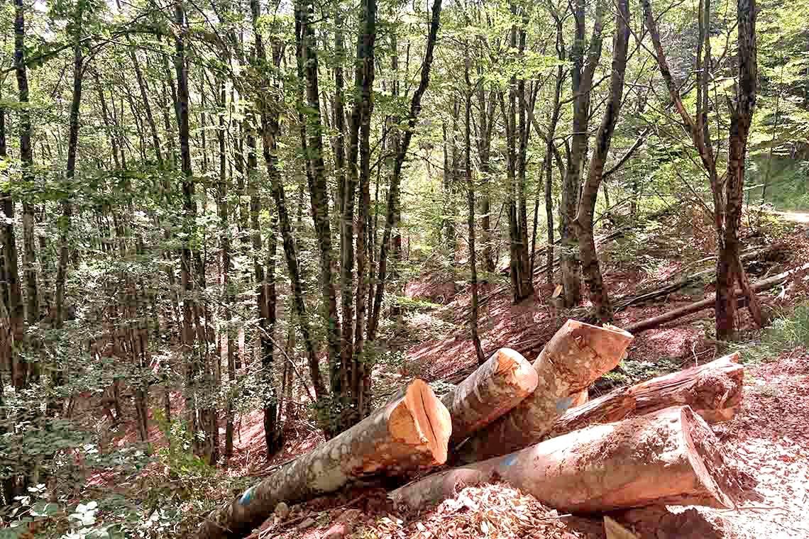 Cinque lotti boschivi disponibili nella Riserva dell’Abetone e Acquerino