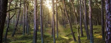 Ecobase, leader nei progetti di forestazione per il carbonio
