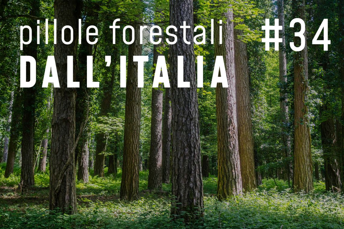Pillole forestali dall'Italia puntata 34