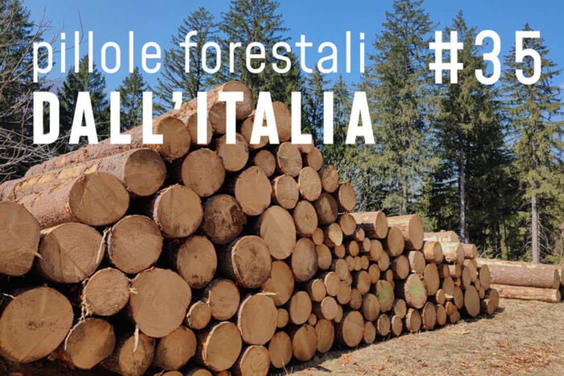 News forestali in pillole dall'Italia - Marzo 2024
