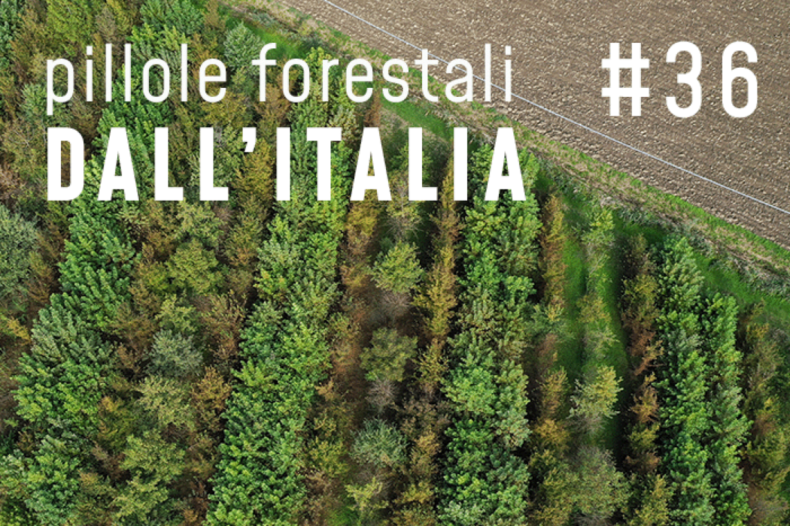News forestali in pillole dall'Italia - Marzo 2024