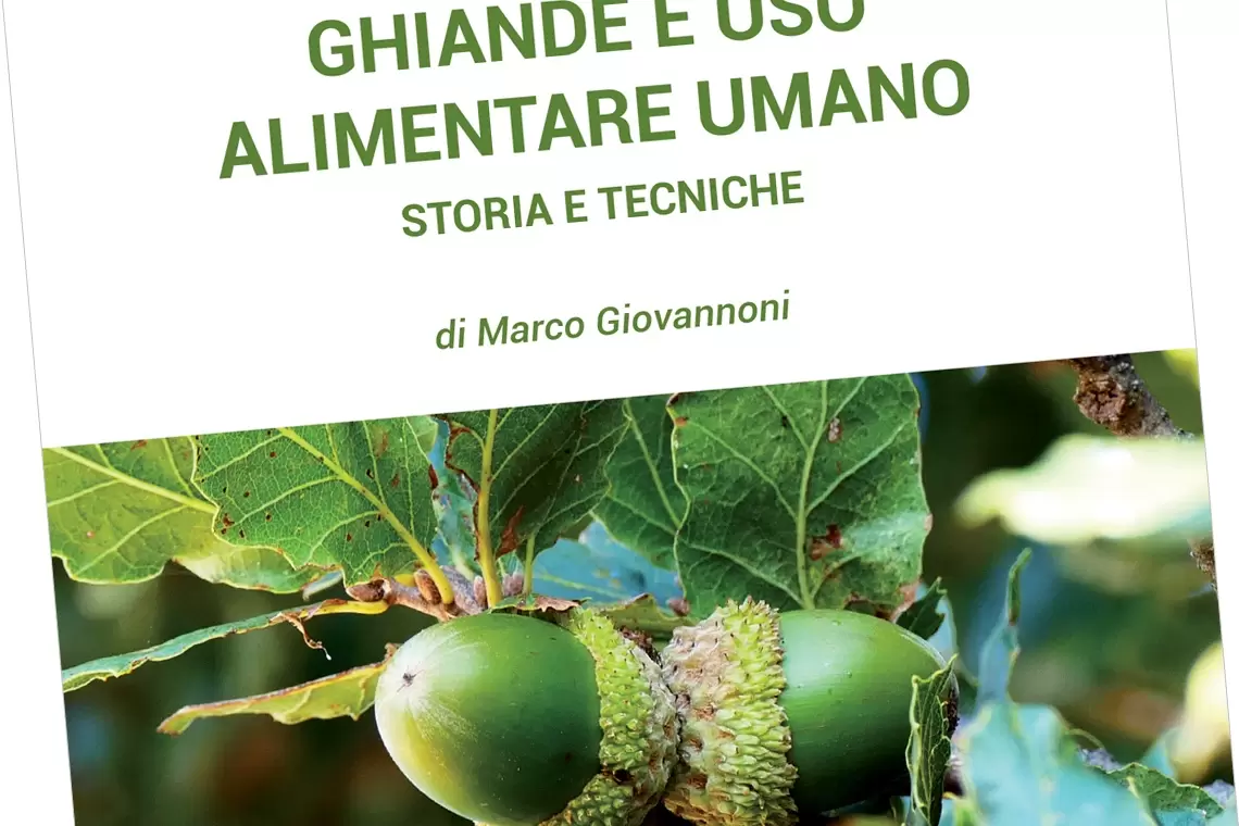 Ghiande e uso alimentare umano: storia e tecniche