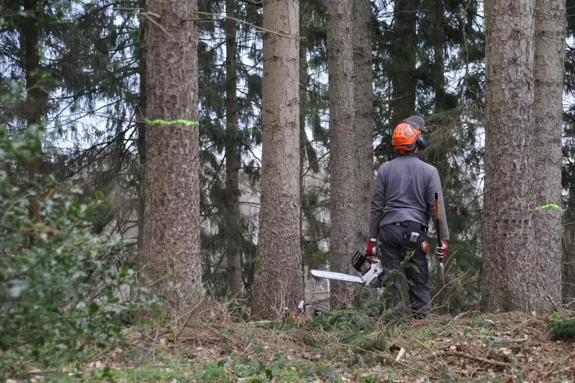 Disponibile il video del webinar “Cantieri forestali e Covid-19”