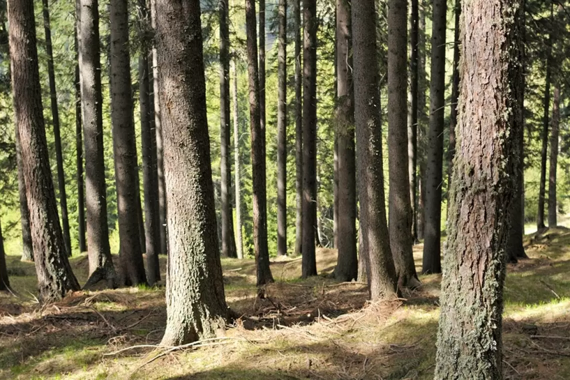 Buone Pratiche “multimediali” dal LIFE GoProFor