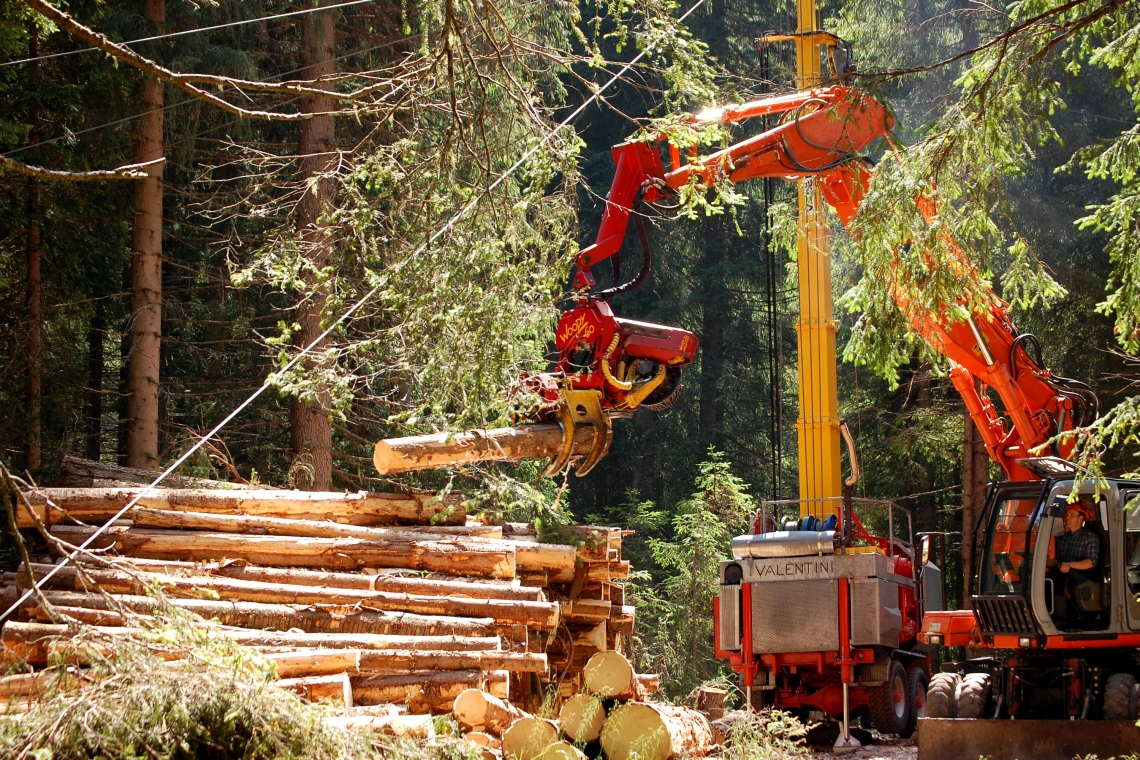 Analisi sulla necessità della direzione lavori dei lotti boschivi
