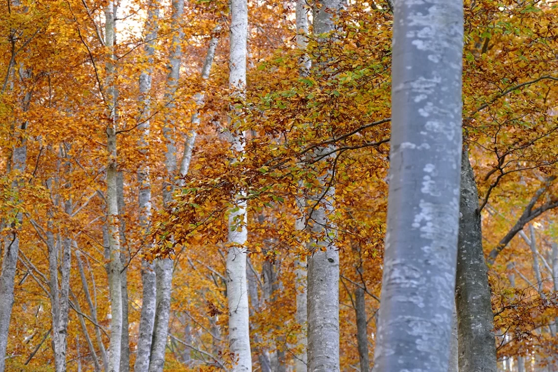 Volume “The State of Italian Forests - Executive summary”