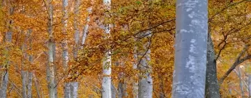 Volume “The State of Italian Forests - Executive summary”