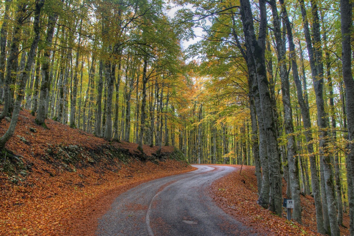 Online il nuovo Rapporto sullo Stato delle Foreste in Lombardia
