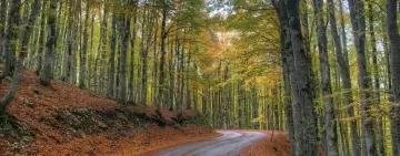 Online il nuovo Rapporto sullo Stato delle Foreste in Lombardia