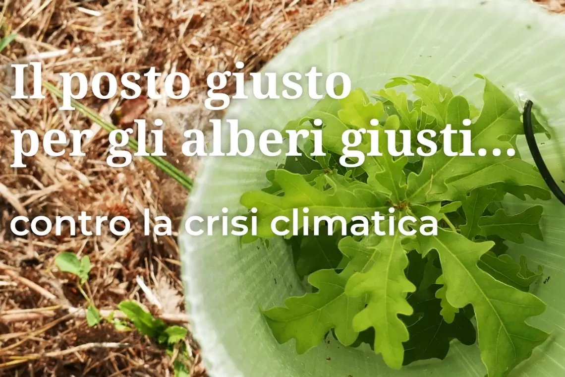 Nasce la Fondazione Alberitalia