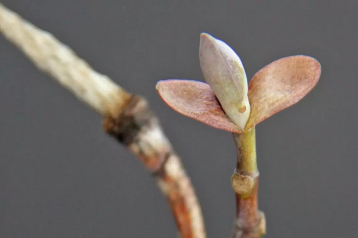 NATURA MIRABILE. 30 gemme per 30 giorni