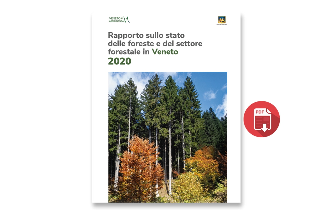 Disponibile su Ecoalleco il Rapporto sullo stato delle Foreste del Veneto