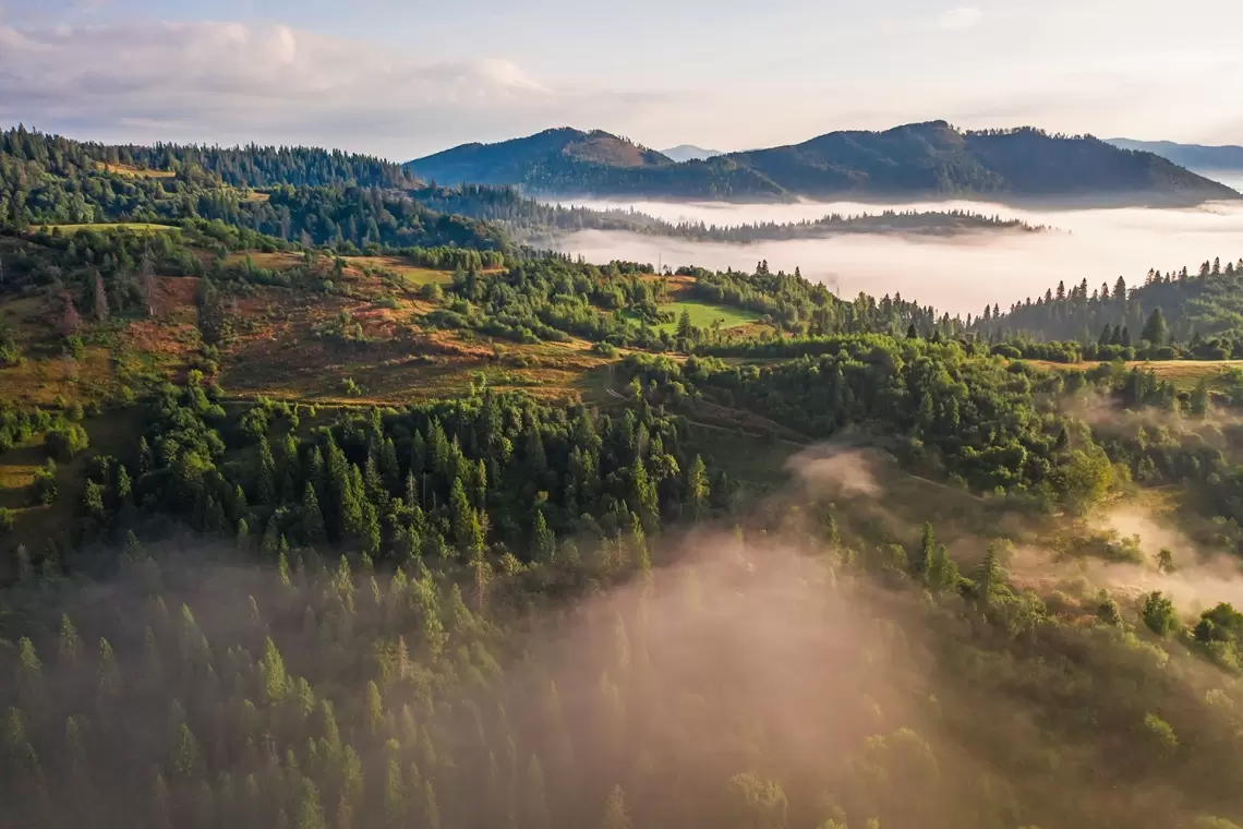 Strategia Forestale Europea, un primo commento