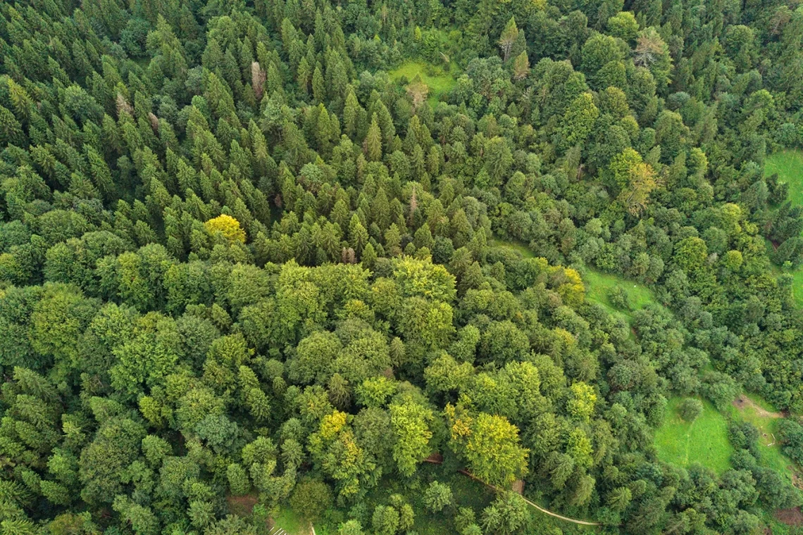 Crossposting: dalla newsletter AREALE un commento sui dati del nuovo Inventario Forestale