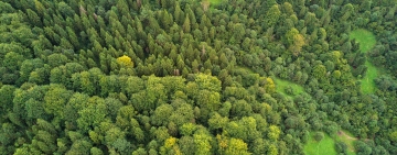 Crossposting: dalla newsletter AREALE un commento sui dati del nuovo Inventario Forestale