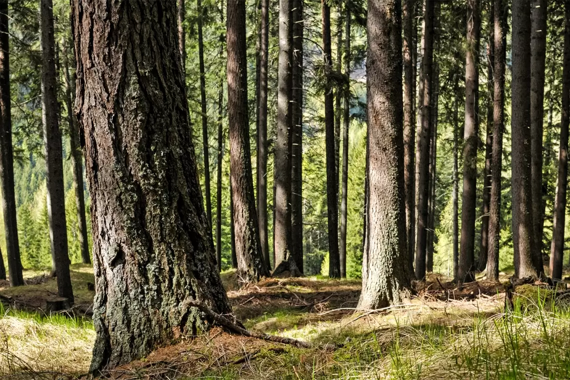 Il ruolo dei Dottori Forestali nel Veneto: dalle radici di una preziosa tradizione all’immersione nelle attuali e diversificate responsabilità gestionali