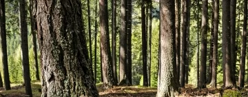 Il ruolo dei Dottori Forestali nel Veneto: dalle radici di una preziosa tradizione all’immersione nelle attuali e diversificate responsabilità gestionali