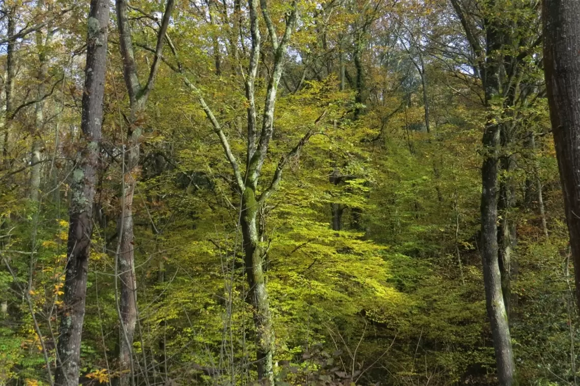 Dalle imprese forestali una richiesta di confronto agli Enti Regionali Natura2000. Il caso delle Colline delle Cerbaie