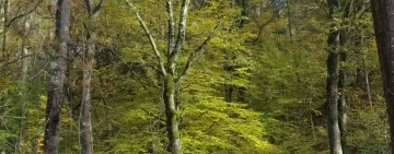 Dalle imprese forestali una richiesta di confronto agli Enti Regionali Natura2000. Il caso delle Colline delle Cerbaie