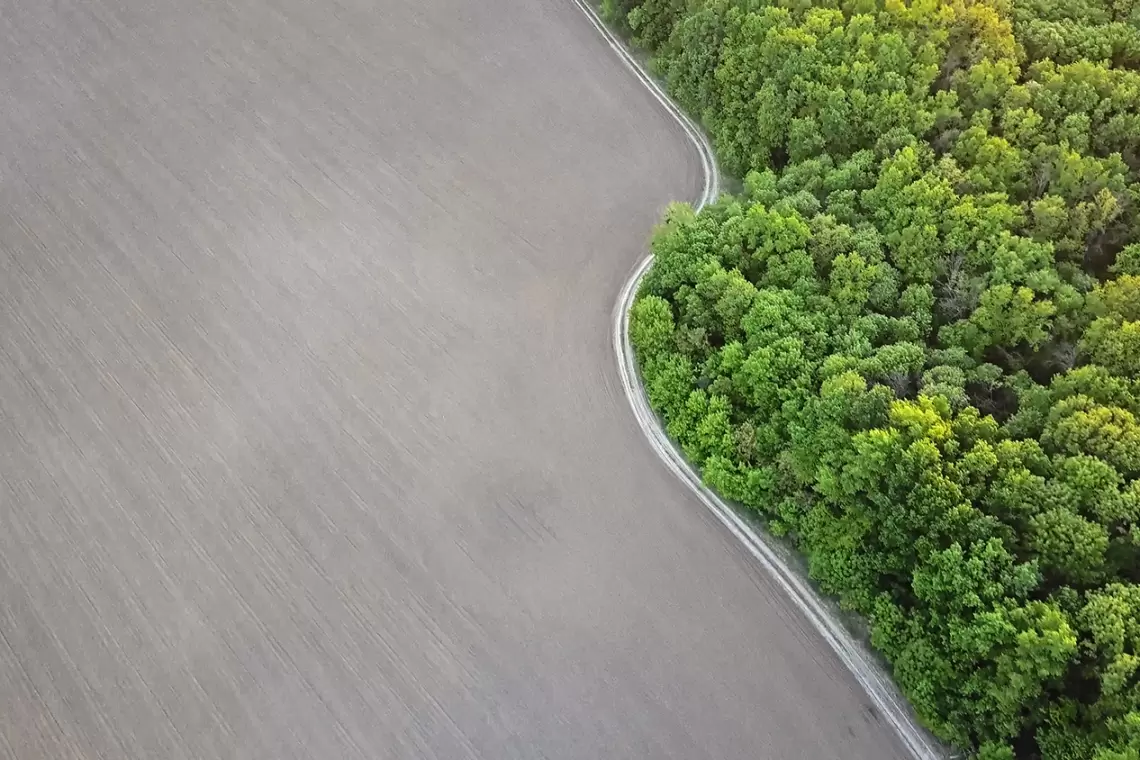 Mille miliardi di alberi: un paravento verde che fa comodo