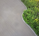 Mille miliardi di alberi: un paravento verde che fa comodo