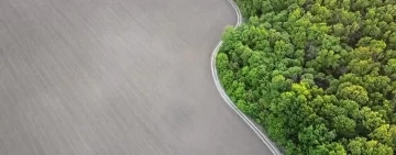 Mille miliardi di alberi: un paravento verde che fa comodo