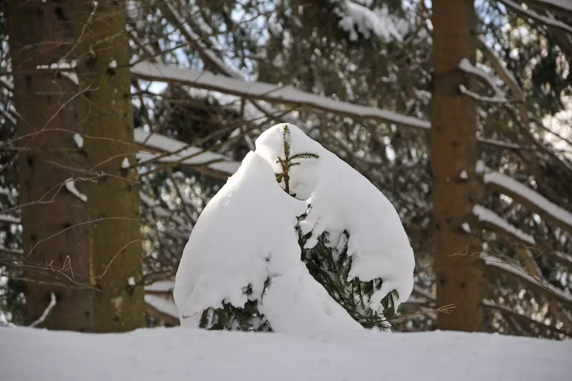 Un albero…a Natale