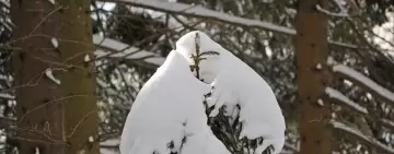 Un albero…a Natale