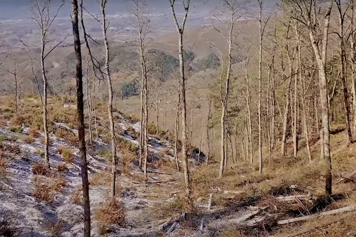 La gestione sostenibile dei boschi di origine agamica