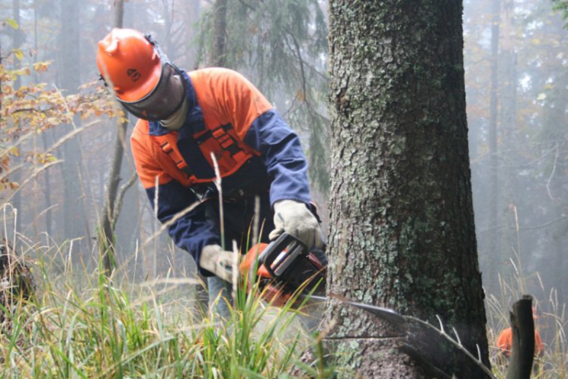 Cercasi giovane operatore forestale