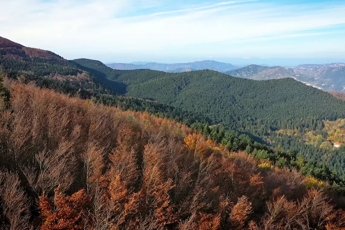 Paesaggio e foreste: una “leggina provocazione” per smuovere le acque