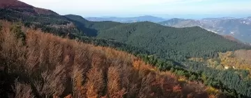 Paesaggio e foreste: una “leggina provocazione” per smuovere le acque