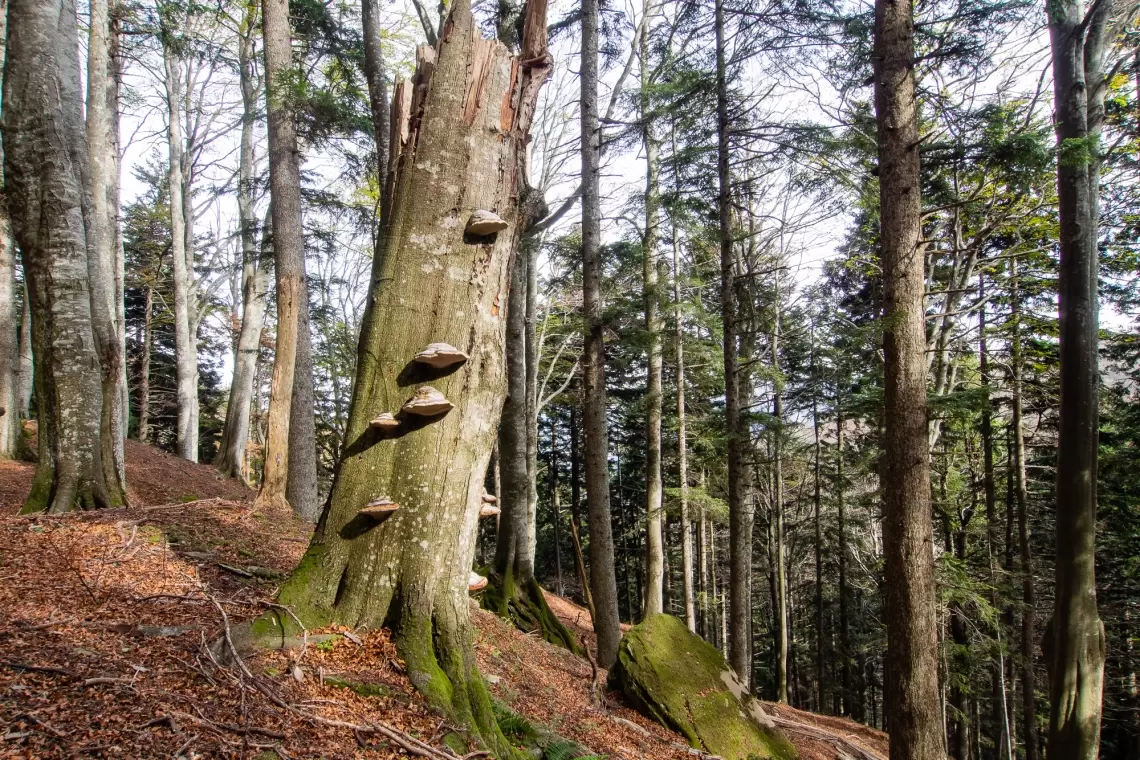 Boschi vetusti: più ombre che luci!