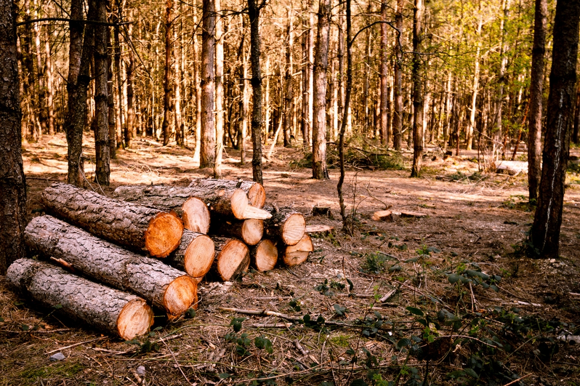 Indagine pilota su Silvicoltura ed utilizzo di aree forestali: prorogato il termine della rilevazione ISTAT