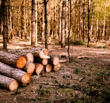 Indagine pilota su Silvicoltura ed utilizzo di aree forestali: prorogato il termine della rilevazione ISTAT