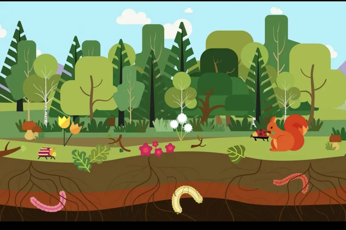 Suolo e Foreste: dieci video-pillole