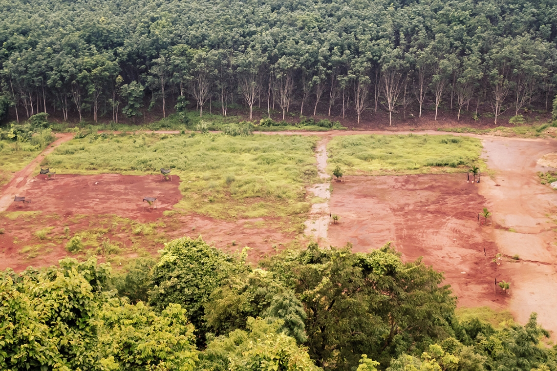 Regolamento contro la deforestazione ed il degrado forestale