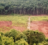 Regolamento contro la deforestazione ed il degrado forestale