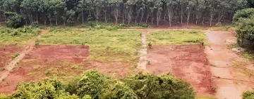 Regolamento contro la deforestazione ed il degrado forestale