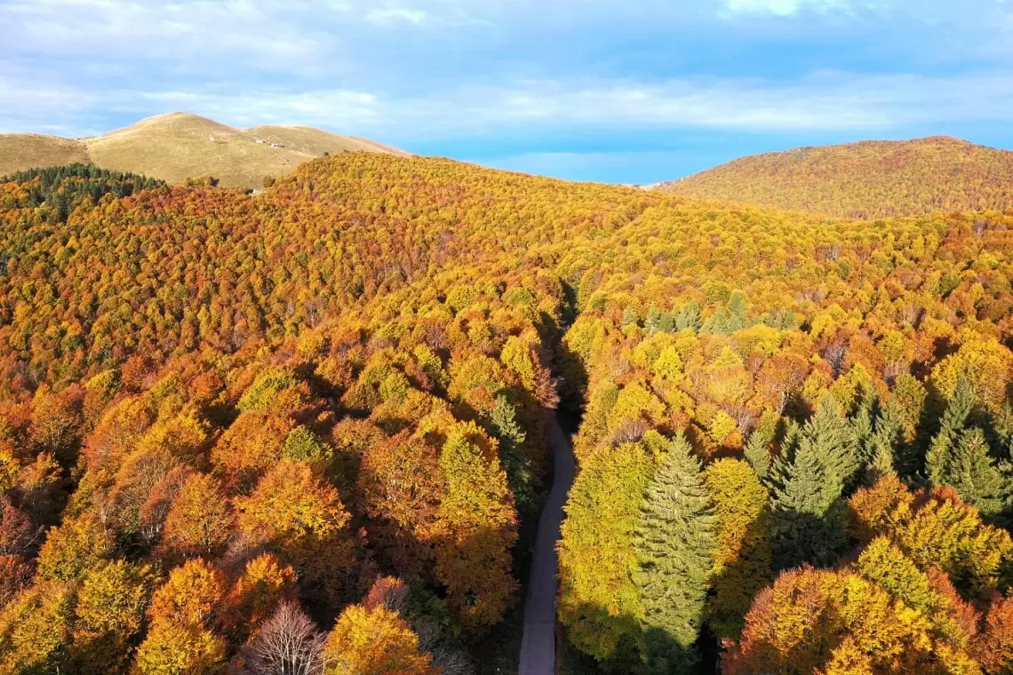 “Il Bosco di…” nuova rubrica di Sherwood