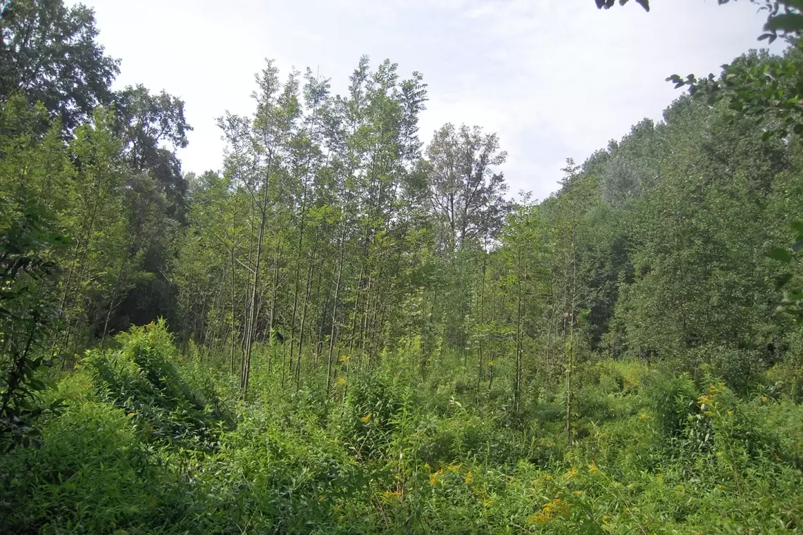 Piantare o lasciare crescere gli alberi per mitigare il cambiamento climatico?