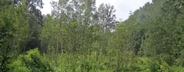 Piantare o lasciare crescere gli alberi per mitigare il cambiamento climatico?