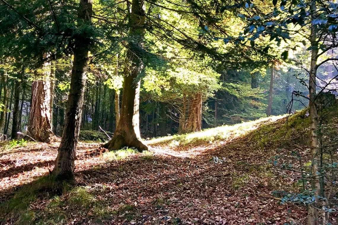 Pubblicato il nuovo Rapporto sullo stato delle foreste in Lombardia