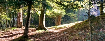 Pubblicato il nuovo Rapporto sullo stato delle foreste in Lombardia