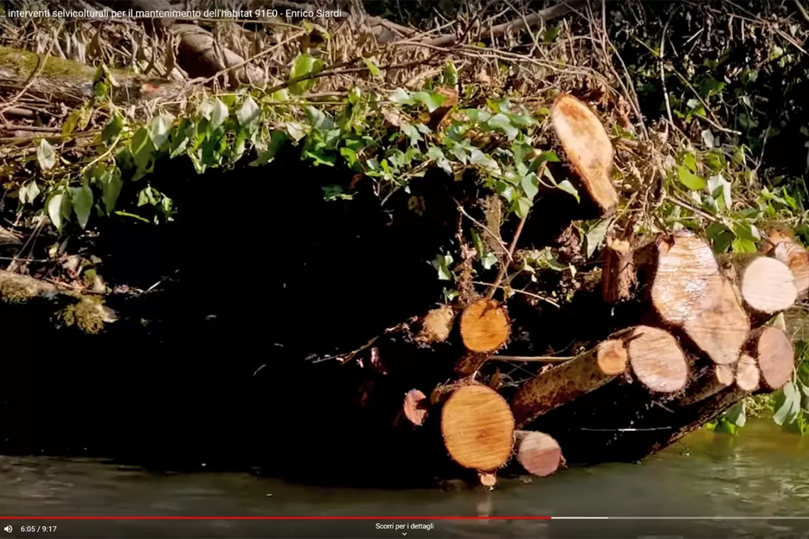 Conservare le foreste alluvionali