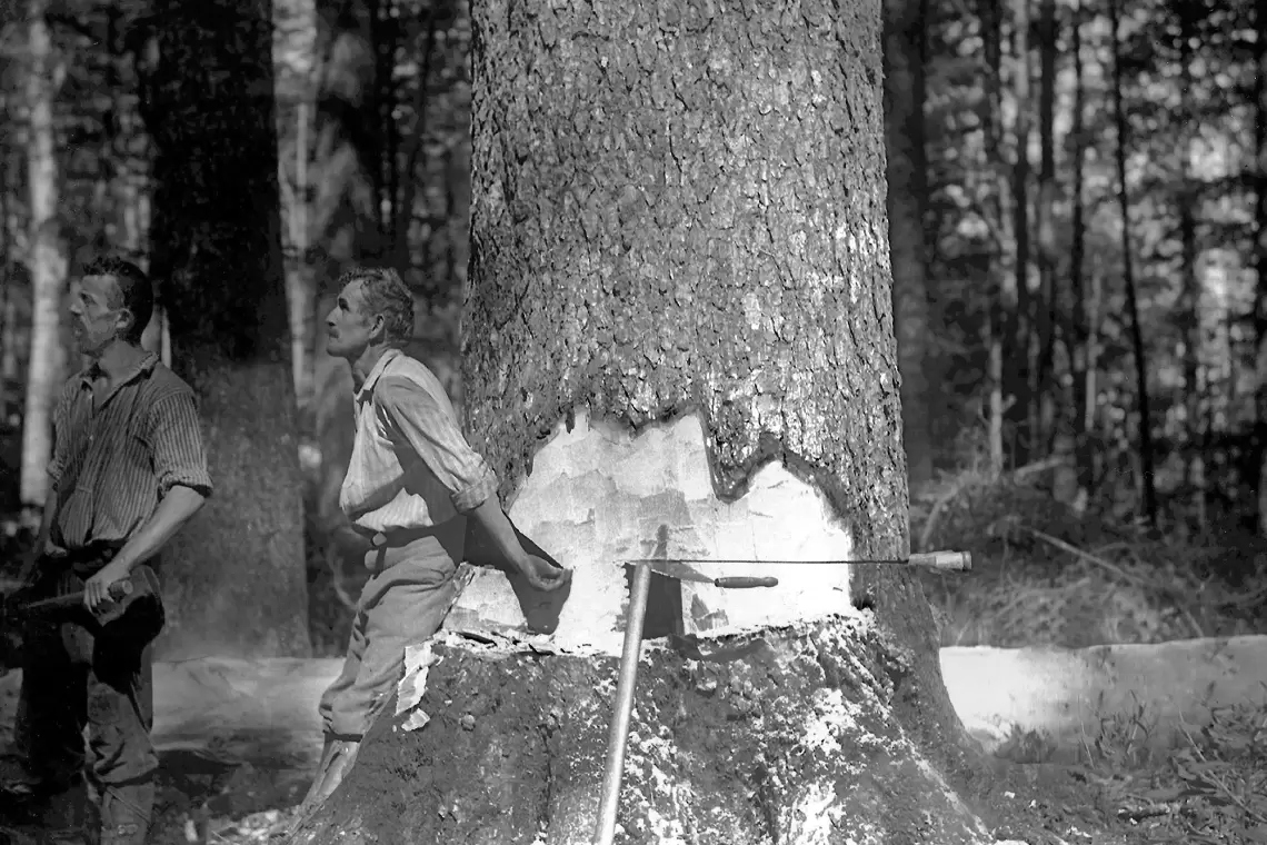 La fotografia entra nel bosco