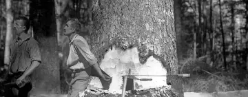 La fotografia entra nel bosco