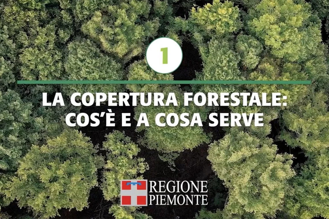 Copertura forestale: una guida, dieci video!