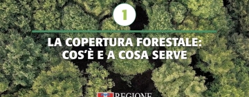 Copertura forestale: una guida, dieci video!